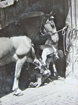 Müller Josef, Schmied, beim Feilen eines Hufs 1946