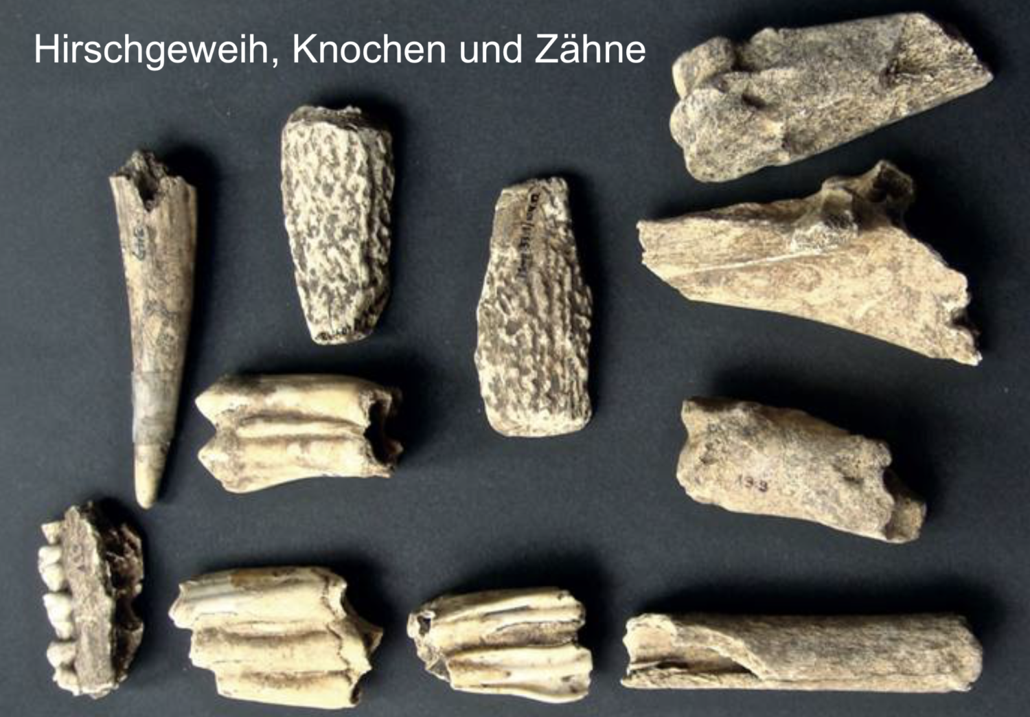 Hirschgeweih, Knochen und Zähne