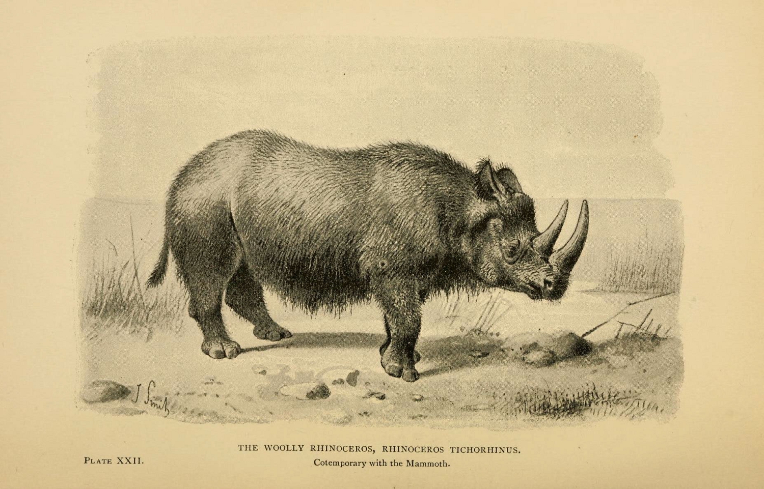 Rhinoceros tichorhinus